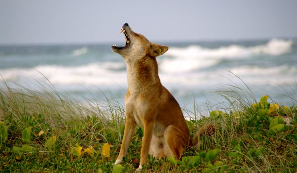 Foto: Dingo i Australien
