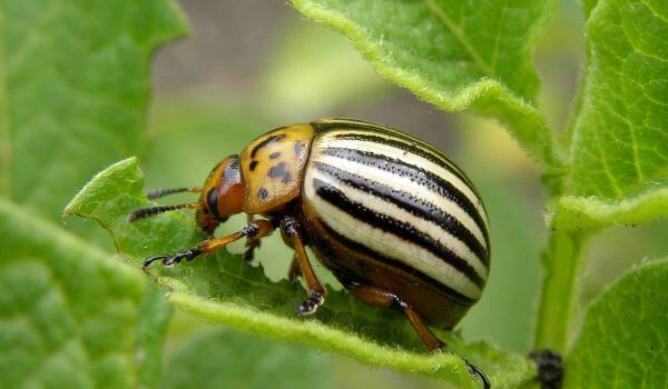 Photo: Colorado potato beetle in nature