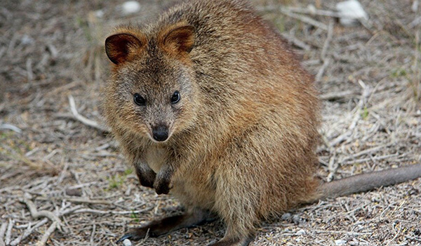 Photo: Quokka from the Red Book