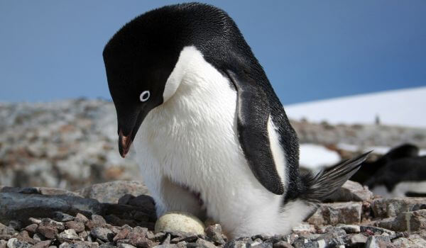 Foto: Pinguim Adélie