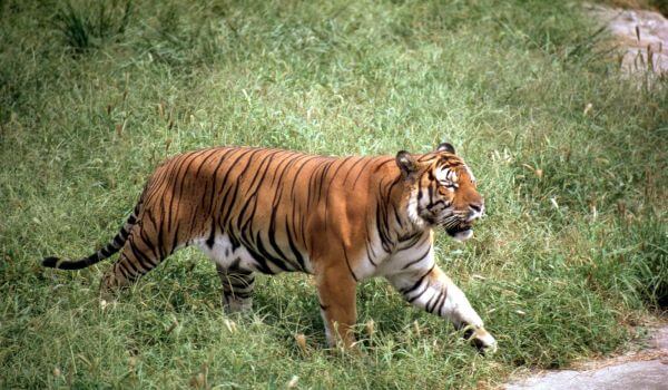 Foto: tigre indochinês