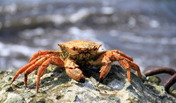 Photo: King Crab