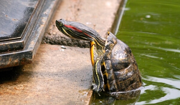 Foto: Voksen rødøret skildpadde