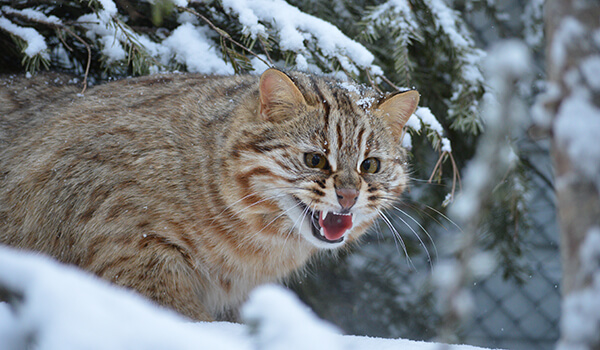 Photo: Wild forest cat