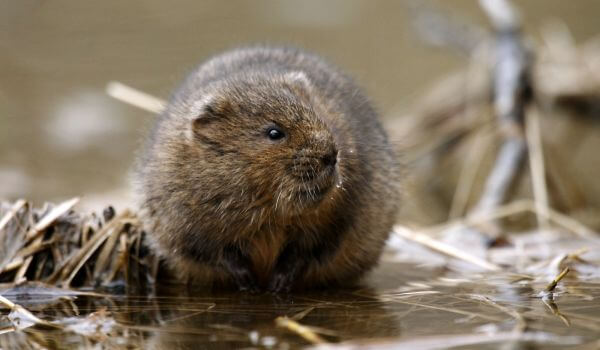 Photo: What a water vole looks like 
