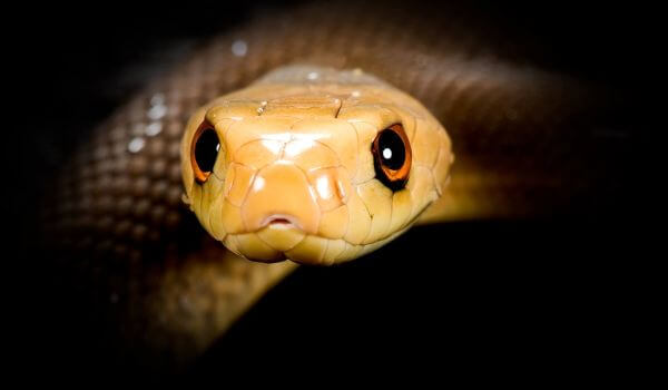 Foto: McCoy's taipan snake 
