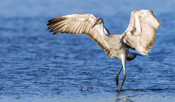 Photo: Siberian Crane