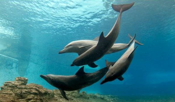  Foto: golfinho roaz do Mar Negro