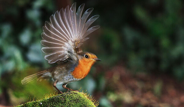 Photo: Robin bird