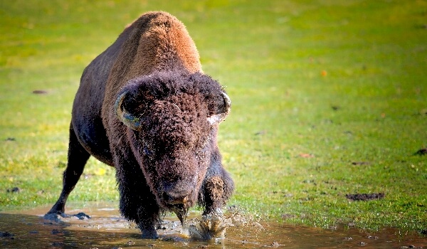 Photo: Bison Animal