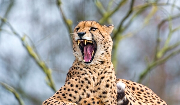 Foto: Cheetah