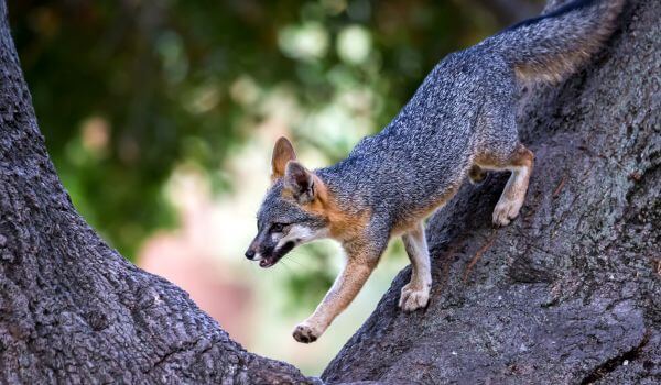  Foto: Grauer Fuchs auf einem Baum