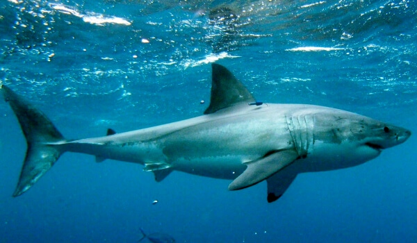 Foto: Abmessungen des Weißen Hais