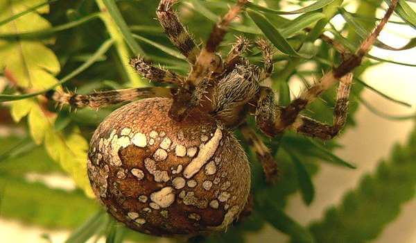 Foto: Spinnenkreuz in der Natur