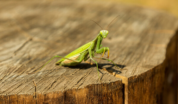 Photo: Mantis