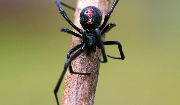 Foto: Karakurt-Spinne in der Region Rostow 