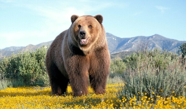 Foto: Grizzlybär stehend