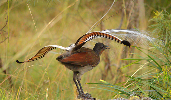 Foto: Australischer Lyrebird