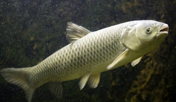  Foto : Weißer Karpfenfisch