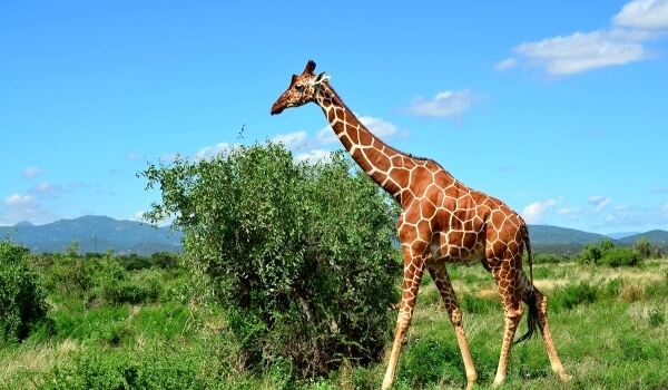 Foto: Große Giraffe