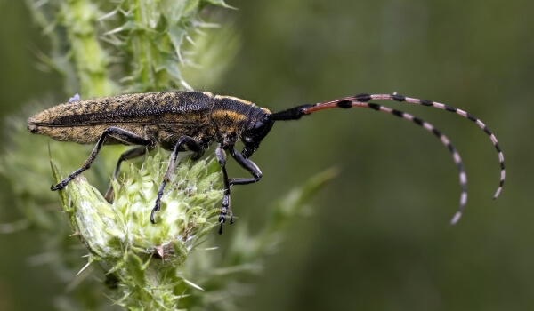 Photo: Woodcutter Beetle