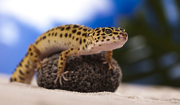 Foto: So sieht ein Gecko aus