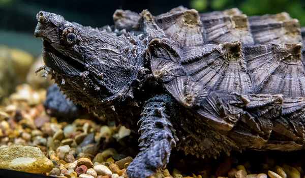Foto: Geier- oder Alligatorschildkröte