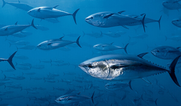 Foto: Thunfisch unter Wasser