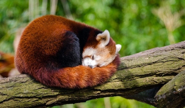 Foto: Rotes Buch des Kleinen Roten Pandas