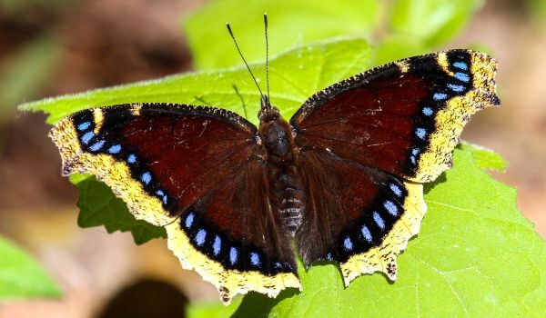 Foto: Trauernder Schmetterling aus dem Roten Buch