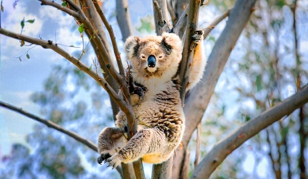Foto: Koalabär