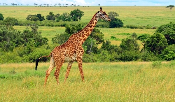 Foto: Giraffe
