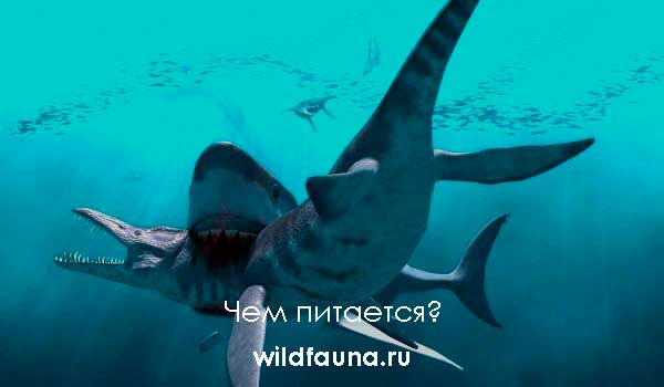 Foto: Megalodon Shark