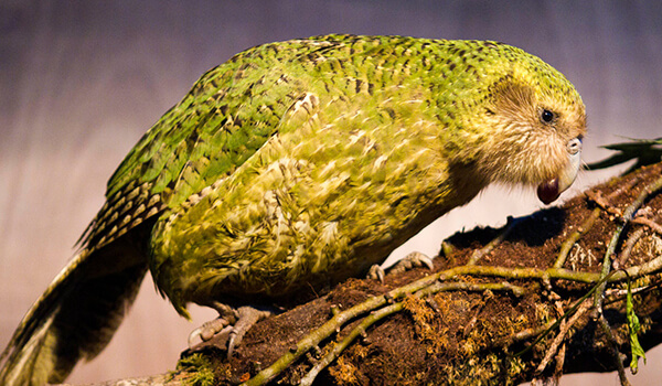 Foto: Kakapo in Neuseeland