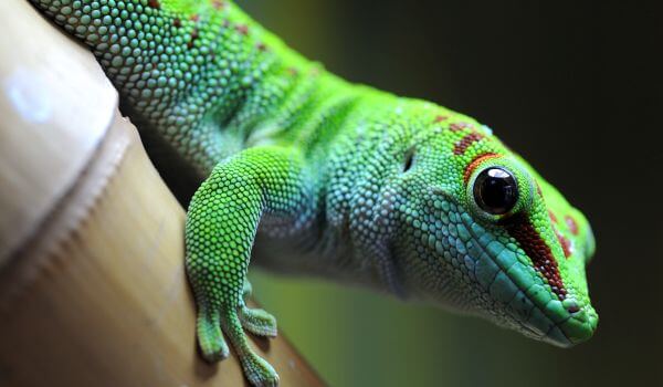 Foto: Grüner Gecko