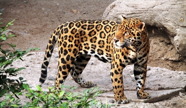 Foto: Roter Jaguar Buch