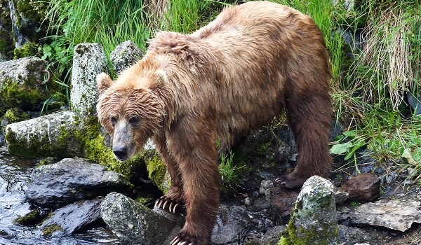 Foto : Kodiakbär in der Natur