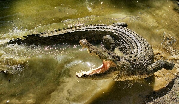 Foto: Rotes Buch mit gesalzenem Krokodil