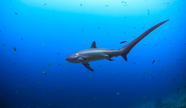 Foto: Großaugen-Fuchshai aus dem Roten Buch