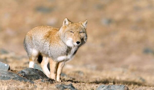 Foto: Tibetischer Fuchs
