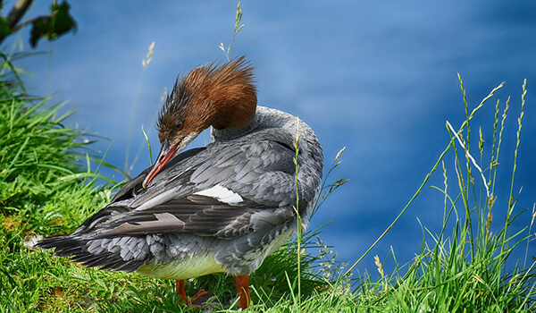 Foto: Merganser-Ente in der Natur