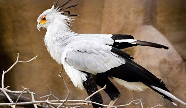 Foto: Sekretärin-Vogel in der Natur