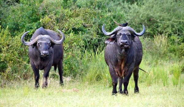 Foto: Tierischer afrikanischer Büffel