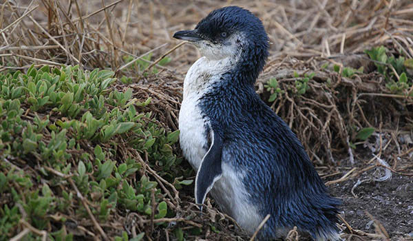 Foto: Kleiner oder Blauer Pinguin