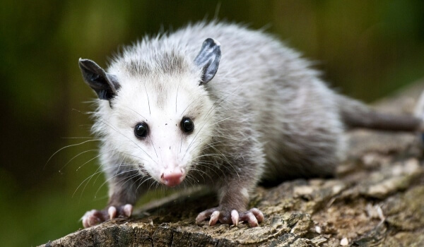 Foto: Opossum-Tier