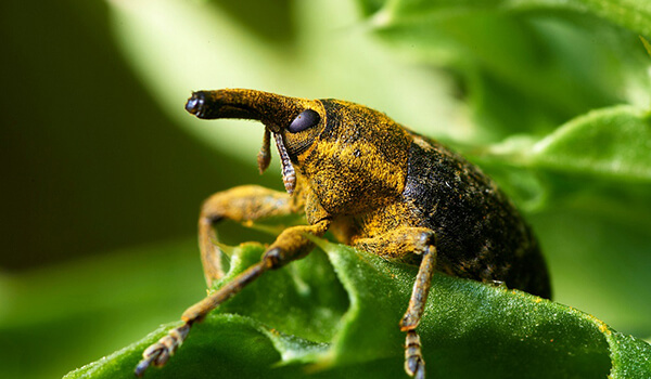Foto: Wie ein Rüsselkäfer aussieht
