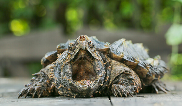 Foto: Alligatorschildkröte