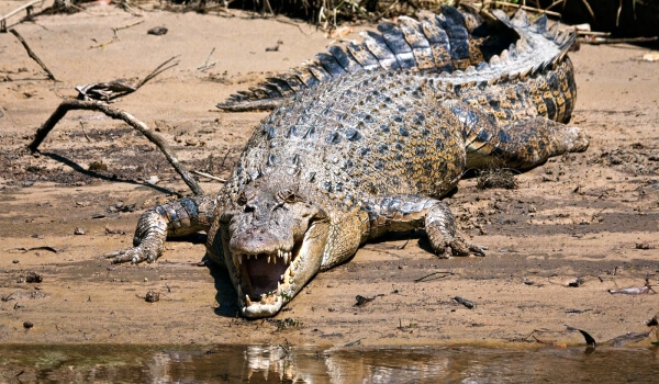 Foto: Groß gekämmt Krokodil