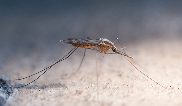 Foto: Malariamücke in Russland