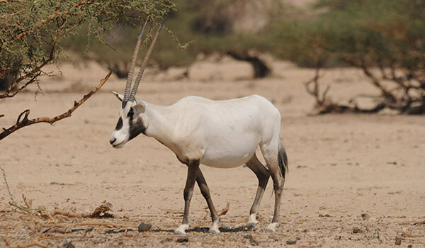 Foto: Arabian Oryx-Antilope